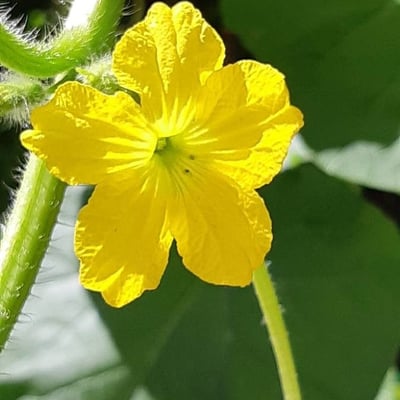 Cucumis melo — flower
