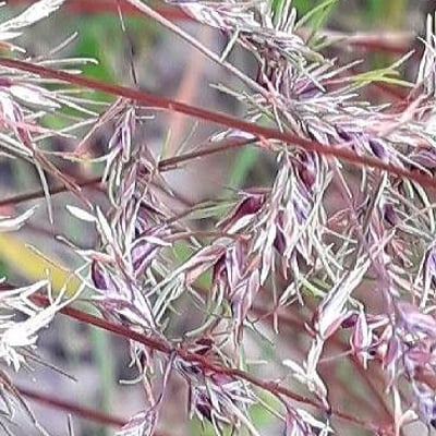 Poa bulbosa — flower