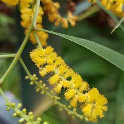 Acacia spirorbis — flower