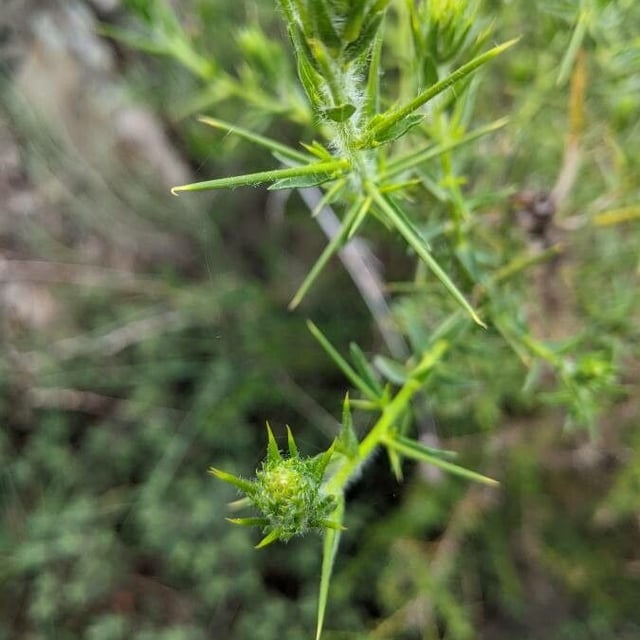 Genista hirsuta — flower