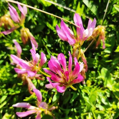 Trifolium alpinum — flower