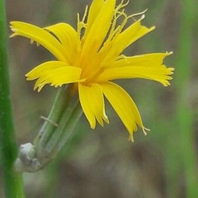 Chondrilla juncea — flower