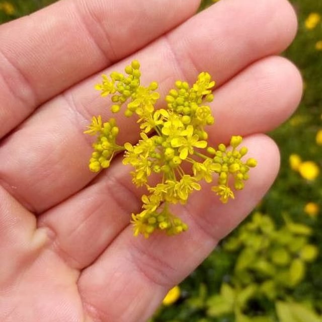 Isatis tinctoria — flower