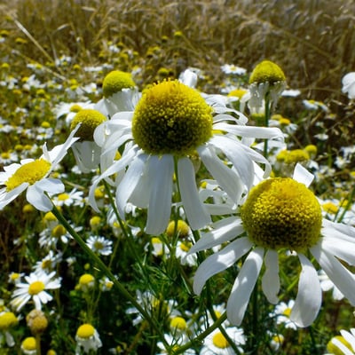 Tripleurospermum inodorum — flower