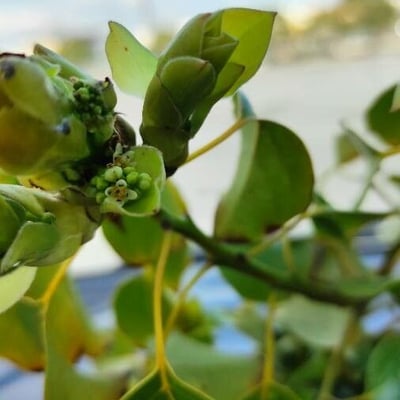 Cinnamomum camphora — flower