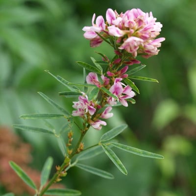 Lespedeza virginica — flower