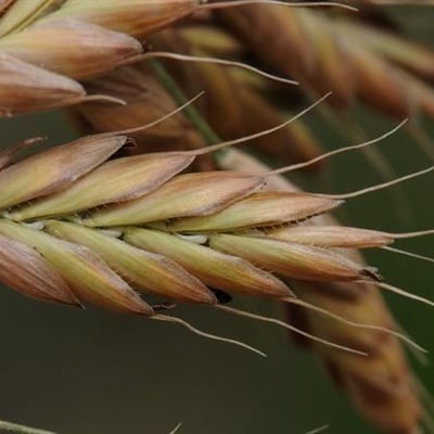 Bromus secalinus — flower