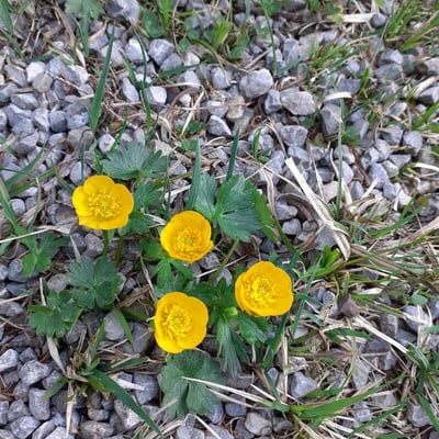 Ranunculus montanus — flower