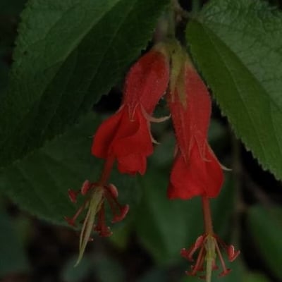 Helicteres guazumifolia — flower