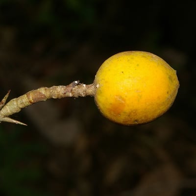 Randia armata — fruit