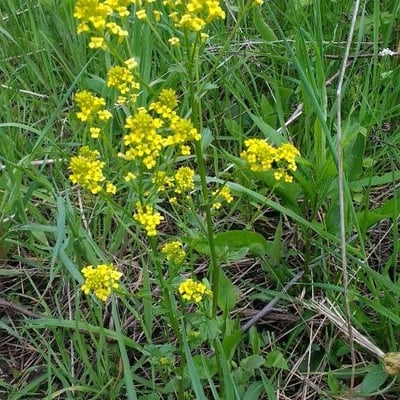 Rorippa amphibia — flower