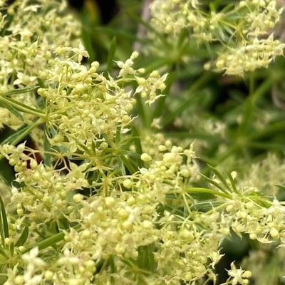 Galium obliquum — flower