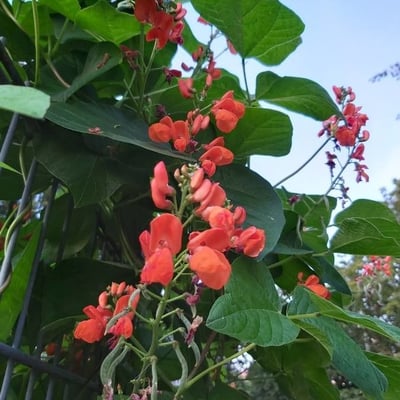 Phaseolus coccineus — flower