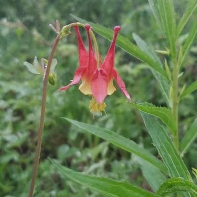 Aquilegia canadensis — flower