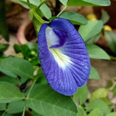 Clitoria ternatea — flower