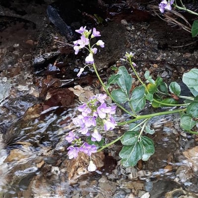 Cardamine raphanifolia — flower
