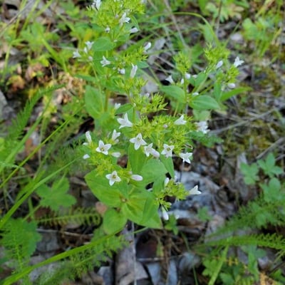 Houstonia purpurea — flower