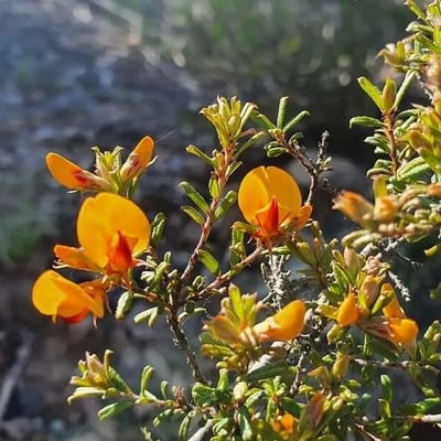 Aotus ericoides — flower
