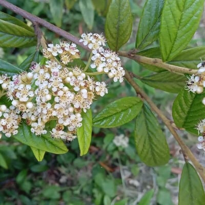 Cotoneaster salicifolius — flower