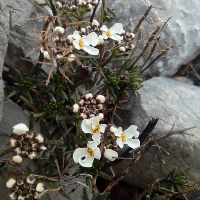 Iberis saxatilis — flower