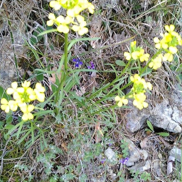 Erysimum nevadense — flower