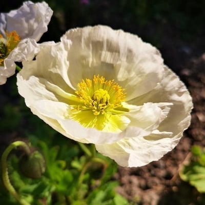 Papaver alpinum — flower