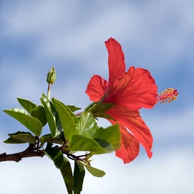 Hibiscus rosa-sinensis — flower