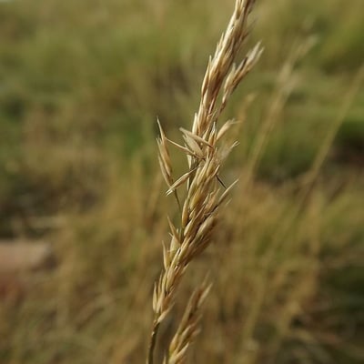 Agrostis curtisii — flower
