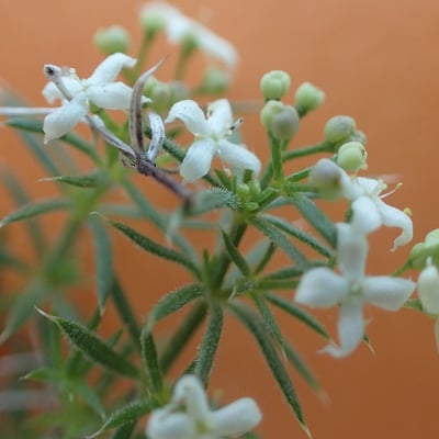 Galium pumilum — flower