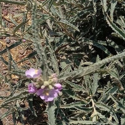 Sphaeralcea angustifolia — flower