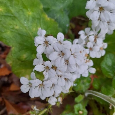 Salvia lyrata — flower