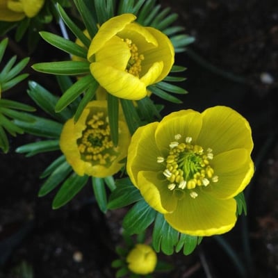 Eranthis hyemalis — flower