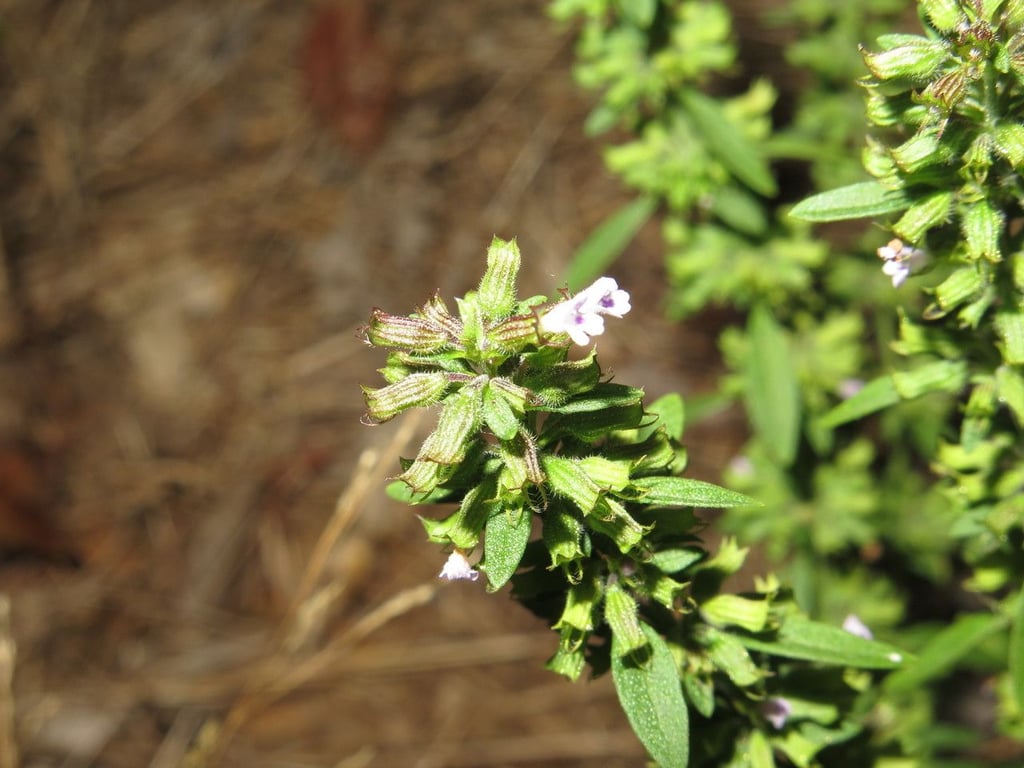 American false pennyroyal