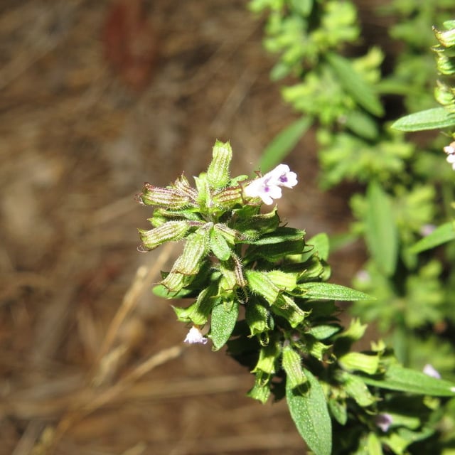 American false pennyroyal
