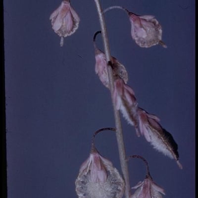 Thysanocarpus curvipes — flower