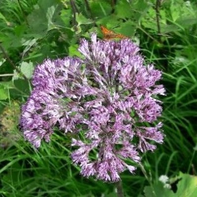 Adenostyles alliariae — flower
