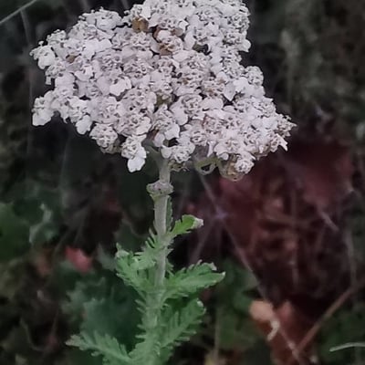 Achillea odorata — flower