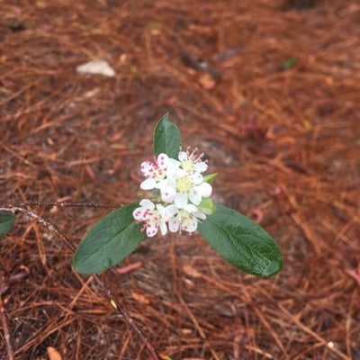 Aronia arbutifolia — flower