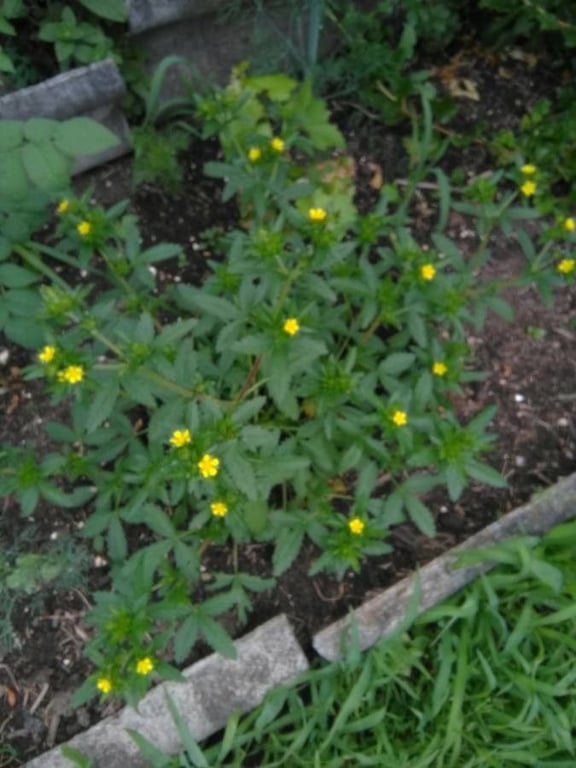Ternate-leaf cinquefoil