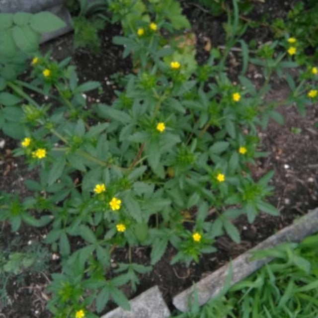Potentilla norvegica — flower
