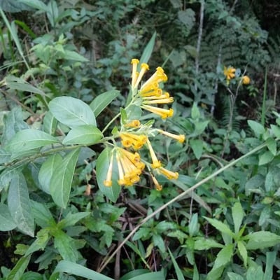 Cestrum parqui — flower