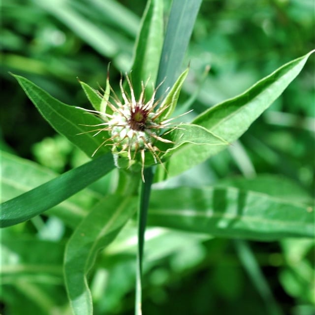 Centaurea melitensis — flower