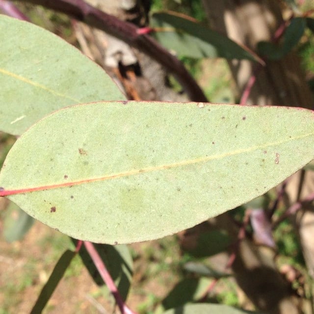 Eucalyptus socialis — leaf