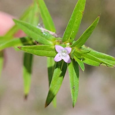 Hexasepalum teres — flower