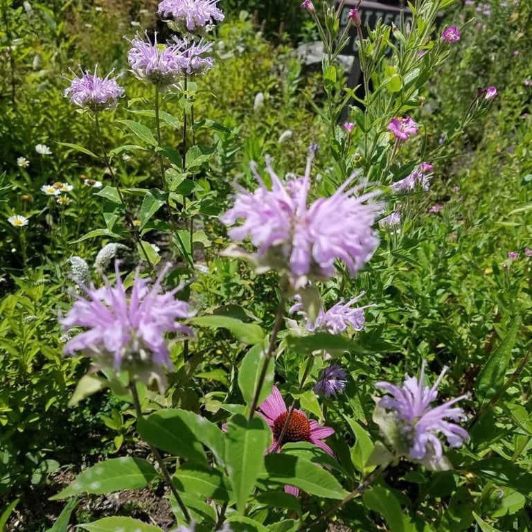 Beebalm