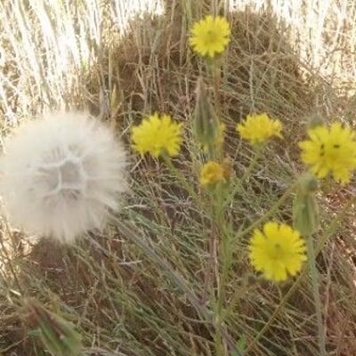 Podospermum laciniatum — flower