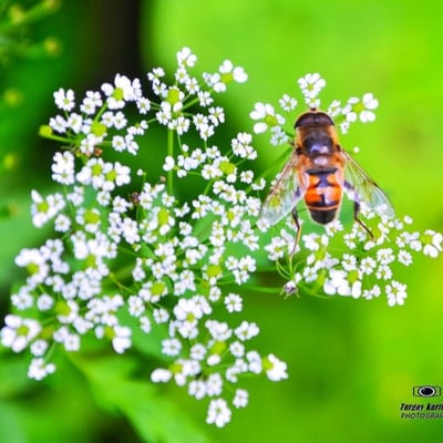 Chaerophyllum bulbosum — flower