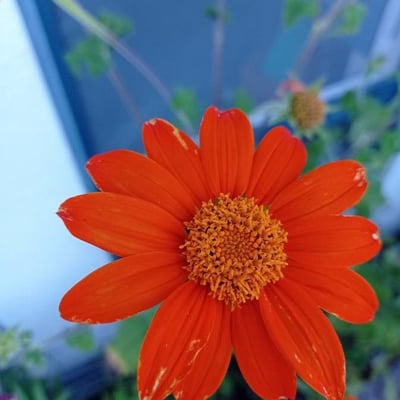 Tithonia rotundifolia — flower