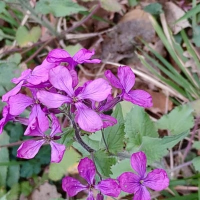Lunaria rediviva — flower