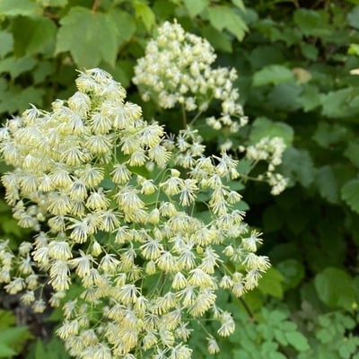 Thalictrum pubescens — flower